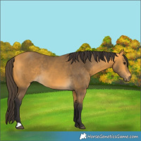 Horse Color:Buckskin 