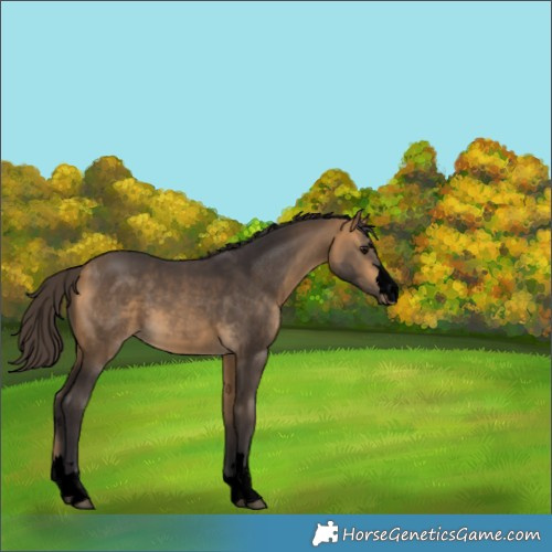 Horse Color:Void Buckskin 