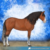 Horse Color:Bay Sabino Splash Rabicano and Bay Sabino Splash Rabicano