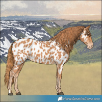 Horse Color:Chestnut Near Leopard 