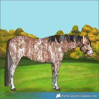 Horse Color:Bay Sabino Rabicano  and Bay Sabino Rabicano 