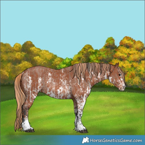 Horse Color:Bay Sabino Rabicano and Chestnut Sabino Rabicano