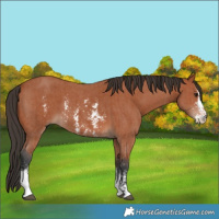 Horse Color:Bay Sabino Rabicano  and Bay Sabino 