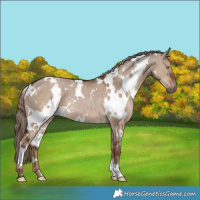 Horse Color:White Spotted Liver Red Dun 