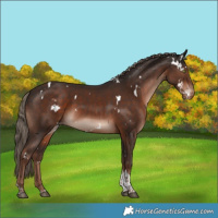 Horse Color:White Spotted Liver Chestnut Tobiano Appaloosa Rabicano