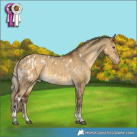 Horse Color:White Spotted Silver Buckskin Dun Tobiano Appaloosa Rabicano and White Spotted Chocolate Palomino Dun Tobiano Appaloosa