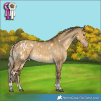 Horse Color:White Spotted Silver Buckskin Dun Tobiano Appaloosa Rabicano and White Spotted Chocolate Palomino Dun Tobiano Appaloosa