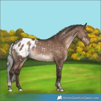 Horse Color:White Spotted Silver Brown Dun Tobiano Appaloosa