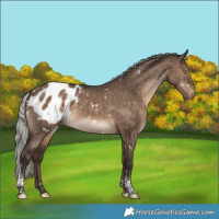 Horse Color:White Spotted Silver Brown Dun Tobiano Appaloosa 