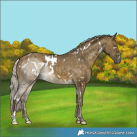 Horse Color:White Spotted Silver Buckskin Dun Varnish 