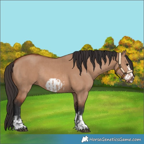 Horse Color:Bay Dun Sabino Rabicano  and Bay Dun Sabino Frame Rabicano 