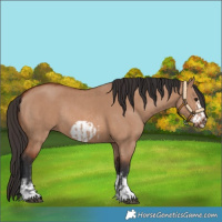 Horse Color:Bay Dun Sabino Rabicano  and Bay Dun Sabino Frame Rabicano 