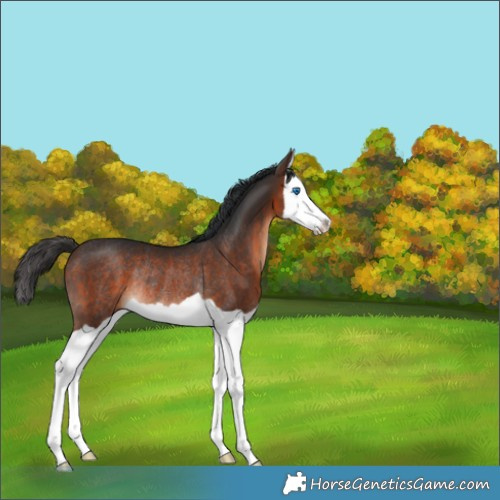 Horse Color:Brown Splash Rabicano 