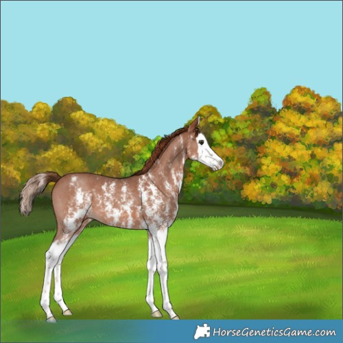 Horse Color:Chestnut Sabino Splash 