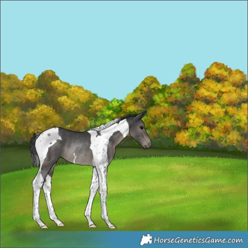 Horse Color:Black Tobiano Rabicano 