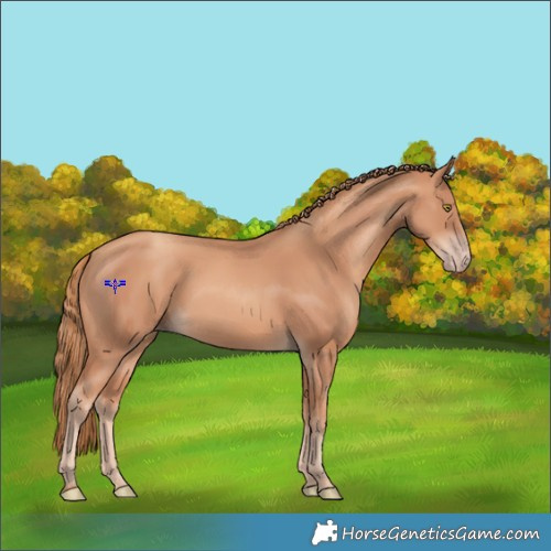 Horse Color:Gold Champagne 