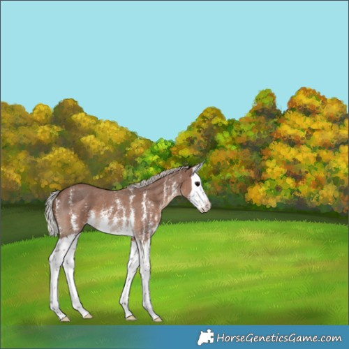 Horse Color:Silver Black Sabino Splash 