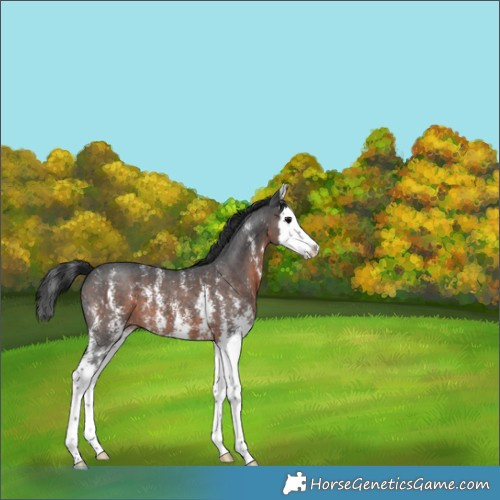 Horse Color:Brown Sabino Splash 