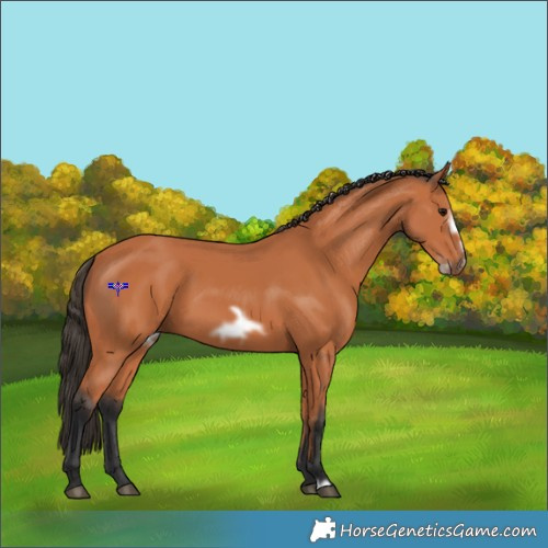 Horse Color:Bay Frame 