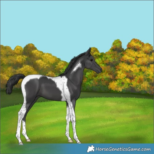 Horse Color:Black Tobiano 
