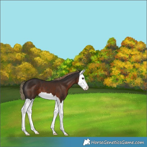 Horse Color:Liver Chestnut Splash 