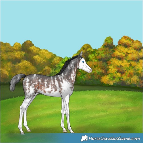 Horse Color:Brown Sabino Splash 
