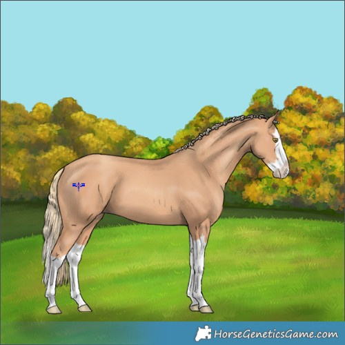 Horse Color:Gold Champagne Splash 