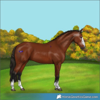 Horse Color:Gray Bay 