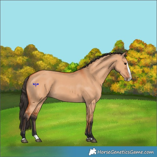 Horse Color:Bay Dun Splash