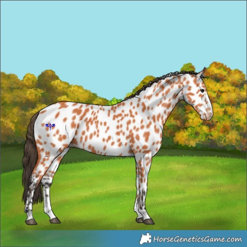 Horse Color:Bay Appaloosa 