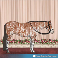 Horse Color:Bay Sabino Rabicano and Bay Sabino Rabicano
