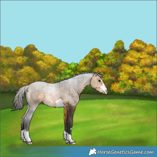 Horse Color:Buckskin