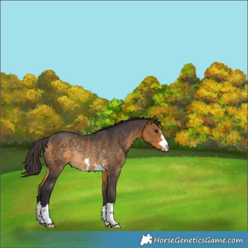 Horse Color:Buckskin Rabicano 