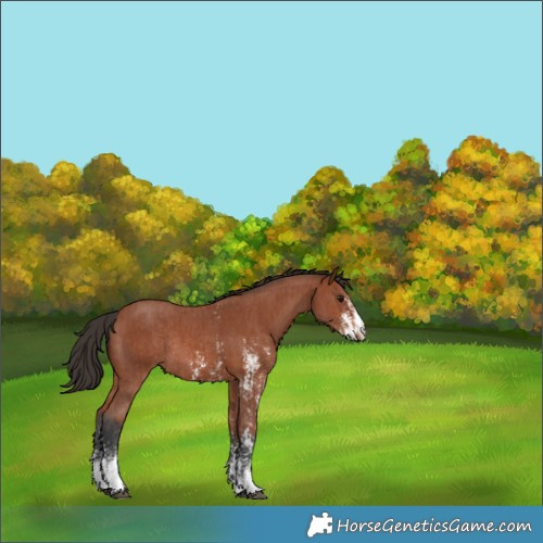 Horse Color:Bay Sabino Rabicano  and Bay Sabino Rabicano 