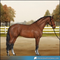 Horse Color:Brown Sabino Rabicano  and Bay Sabino Rabicano 