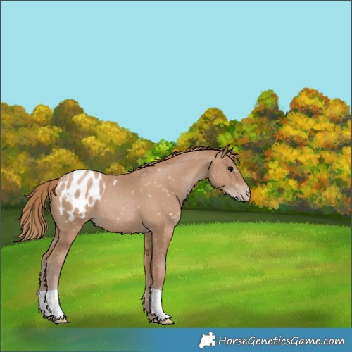 Horse Color:Black Pearl Appaloosa 