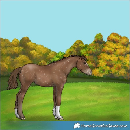 Horse Color:Gray Black Pearl Appaloosa 