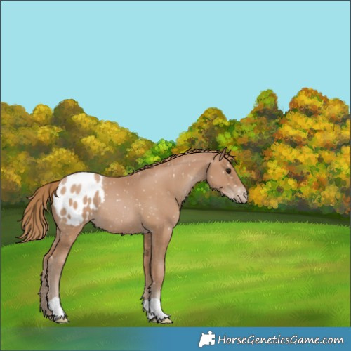 Horse Color:Black Pearl Appaloosa