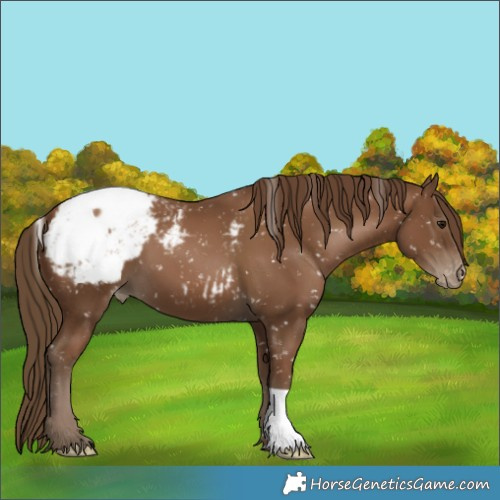 Horse Color:Gray Black Pearl Appaloosa
