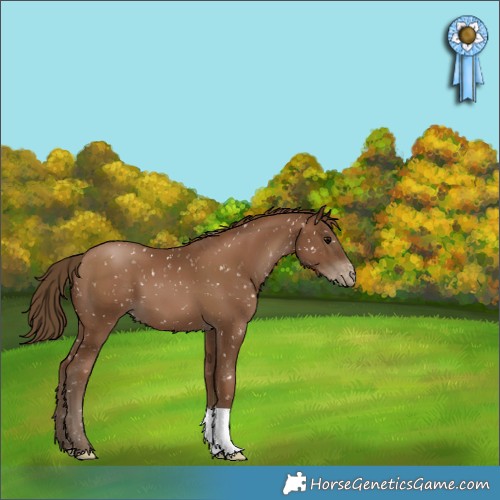 Horse Color:Gray Black Pearl Appaloosa 