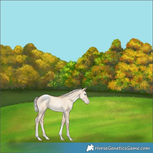 Horse Color:Silver Smoky Grullo Pearl Tobiano 