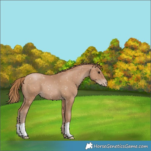 Horse Color:Black Pearl Appaloosa