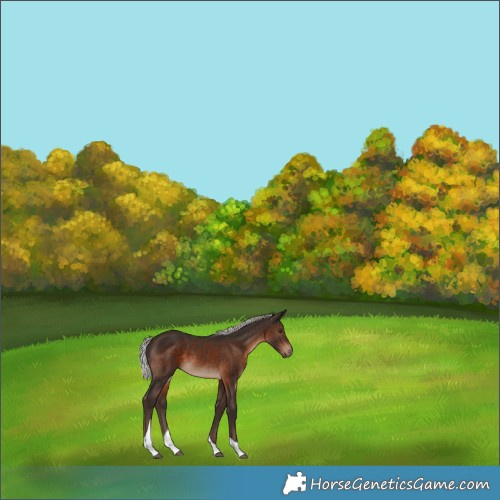 Horse Color:Silver Brown Tobiano 