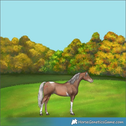 Horse Color:Silver Brown Pearl Tobiano 