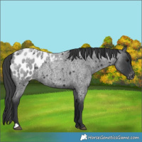 Horse Color:Blue Roan Appaloosa 