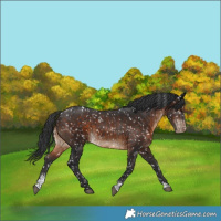 Horse Color:Brown Sabino Appaloosa Rabicano