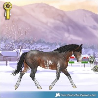 Horse Color:Brown Sabino 