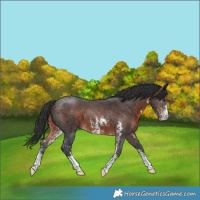 Horse Color:Brown Sabino 