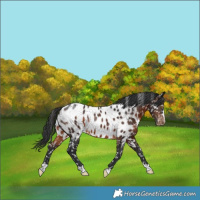 Horse Color:Brown Appaloosa Rabicano 