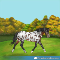 Horse Color:Brown Appaloosa Rabicano
